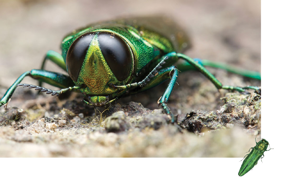Errandel Insect Beneath the Bark