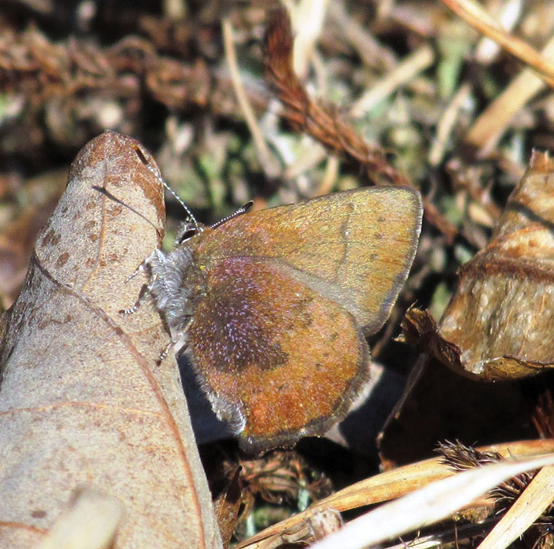 This rare butterfly species is just one conservation target for the Michaux Pine Barrens