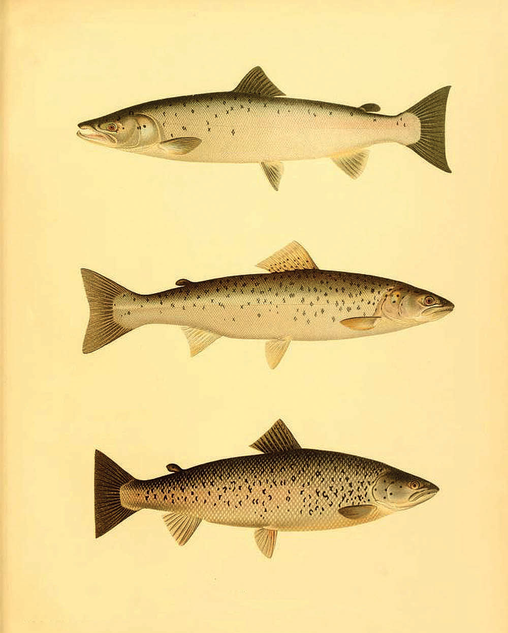 The Atlantic salmon is an anadromous fish species
