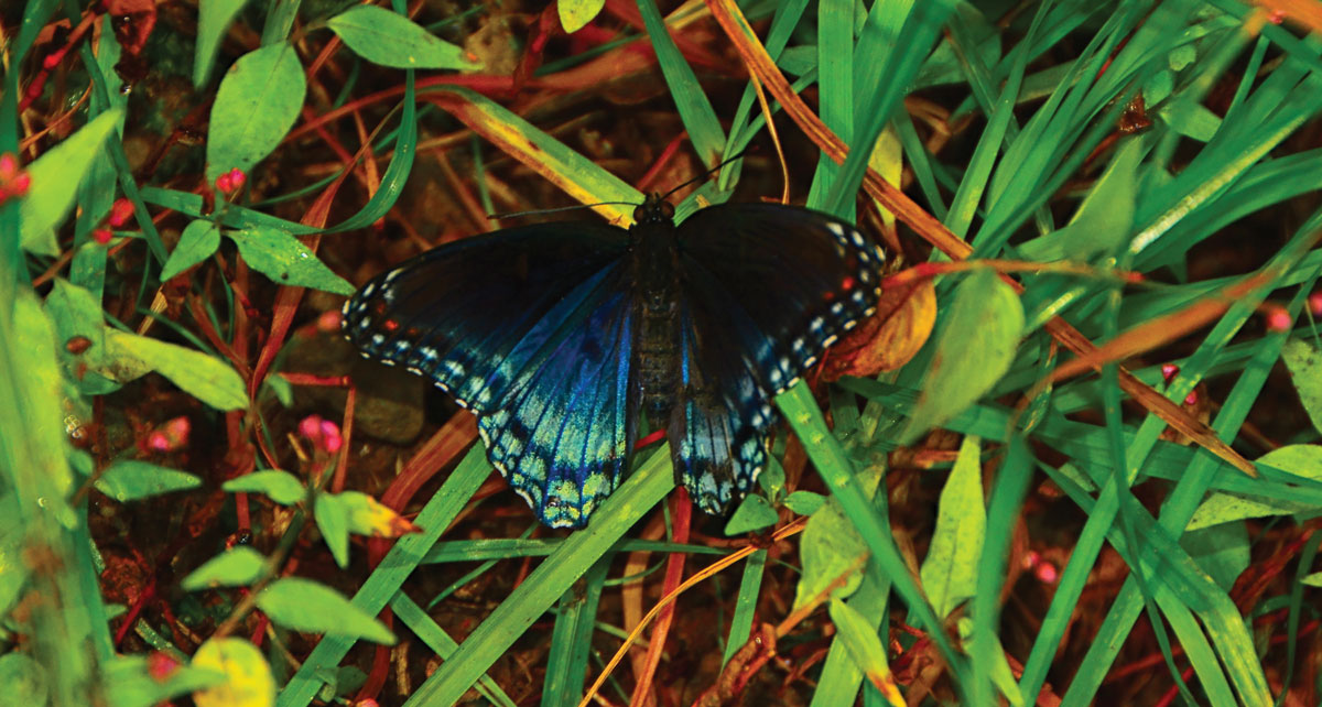Black and blue butterfly – A.T. Shenandoah National Park, Virginia – By Raymond Salani III