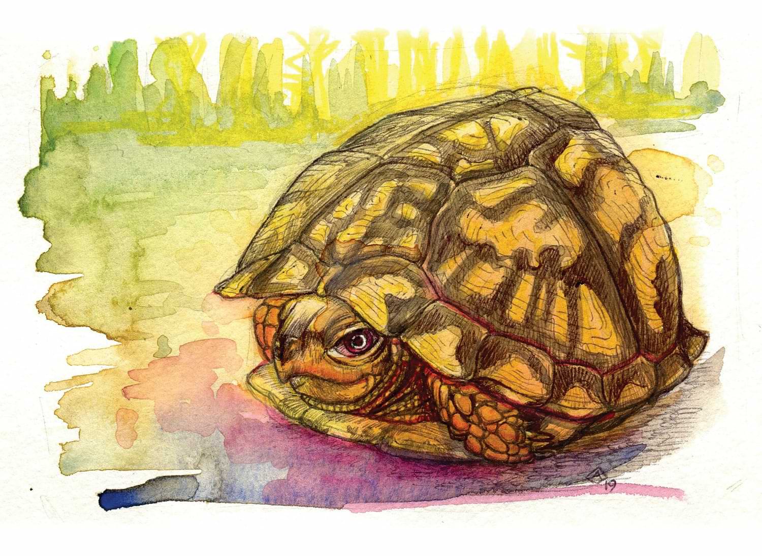 Eastern Box Turtle, Harpers Ferry, West Virginia by Abby Diamond
