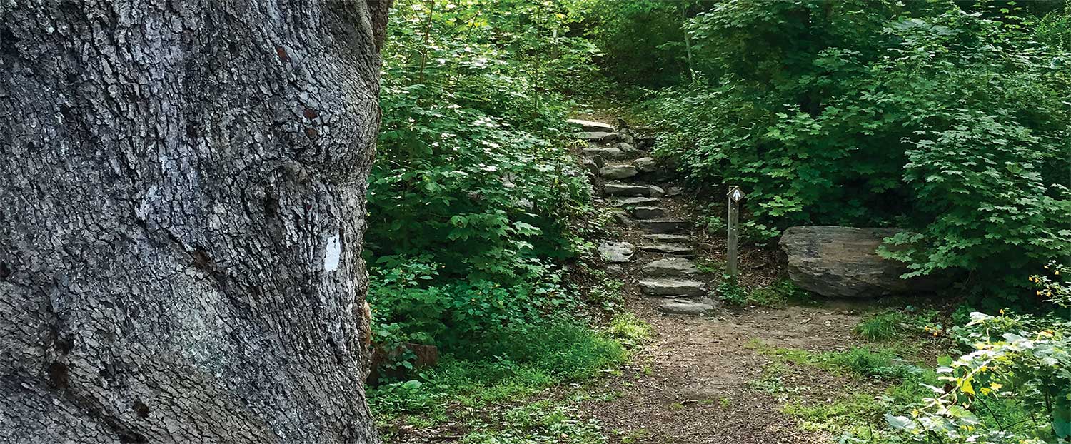 The Dover Oak on the Appalachian Trail