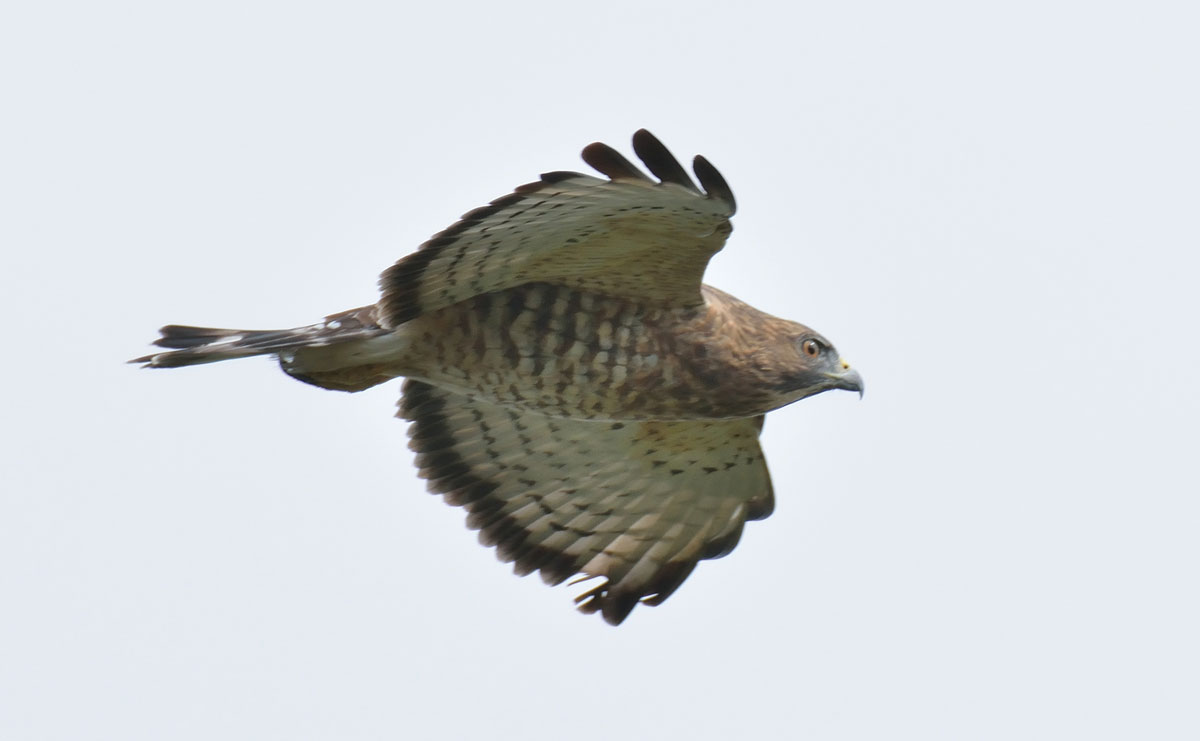 A broad-winged hawk flies above the Hawk Mountain Sanctuary along the Trail corridor in Pennsylvania