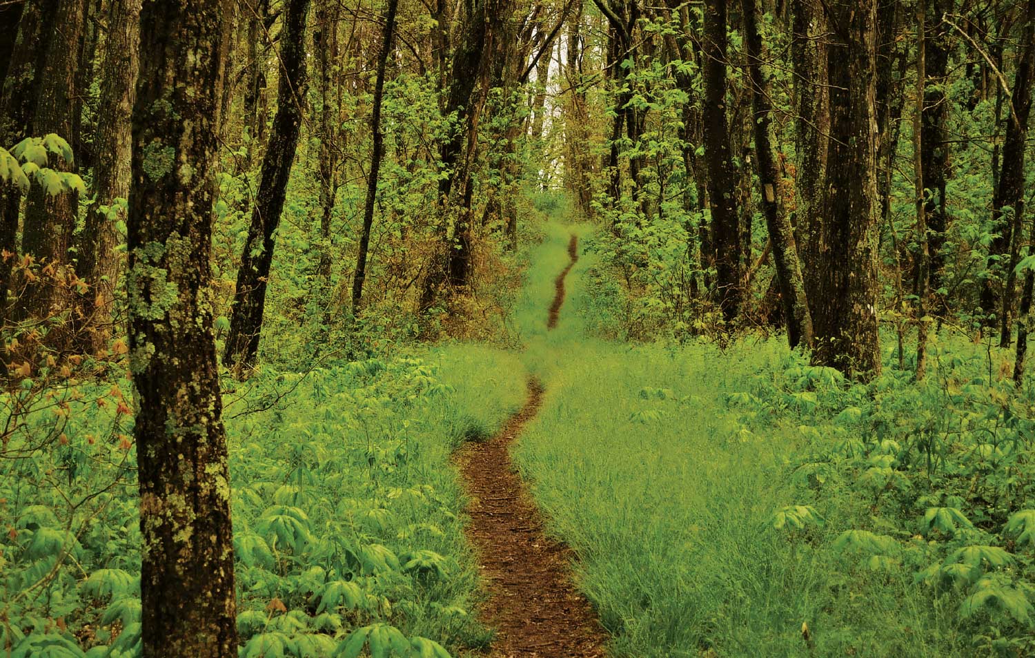 Trail in Virginia