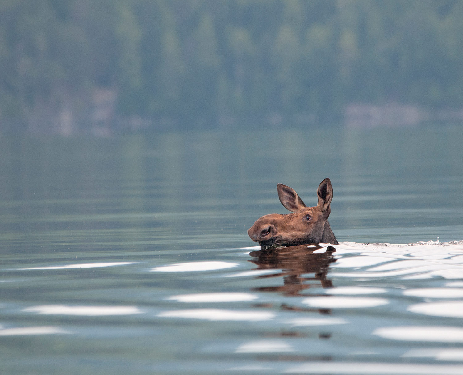 Moose in Lake Umbagog
