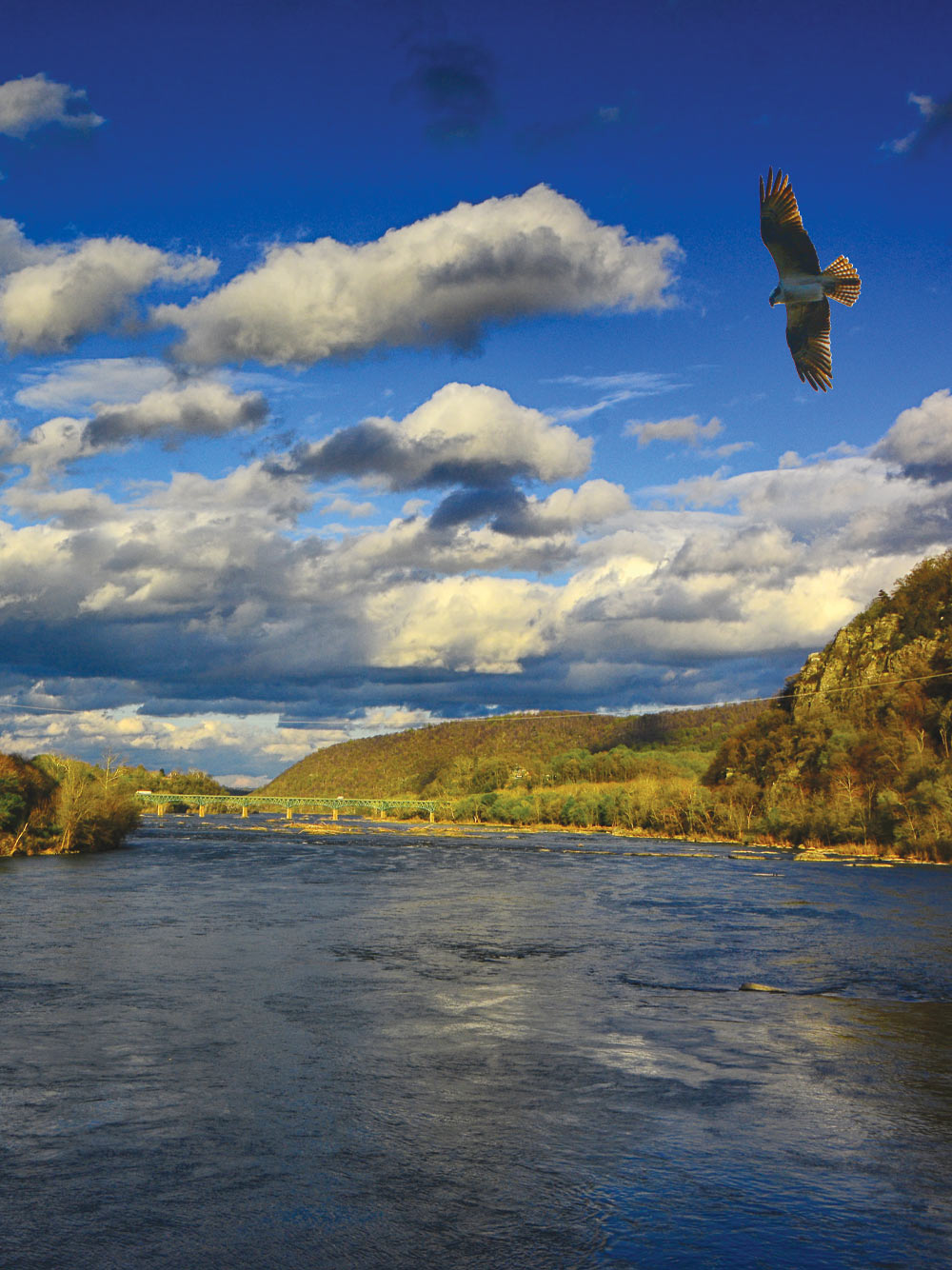 eagle flying over a river
