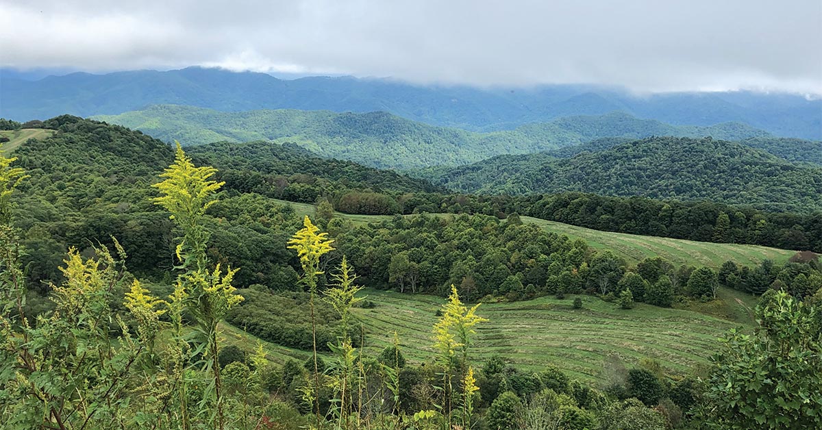 The Rewilding of Max Patch