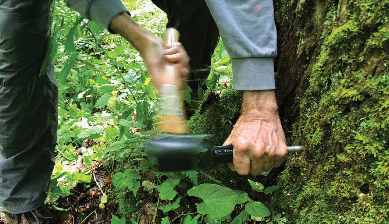 MountainTrue ecologist Bob Gale hammers in an arbor plug in preparation