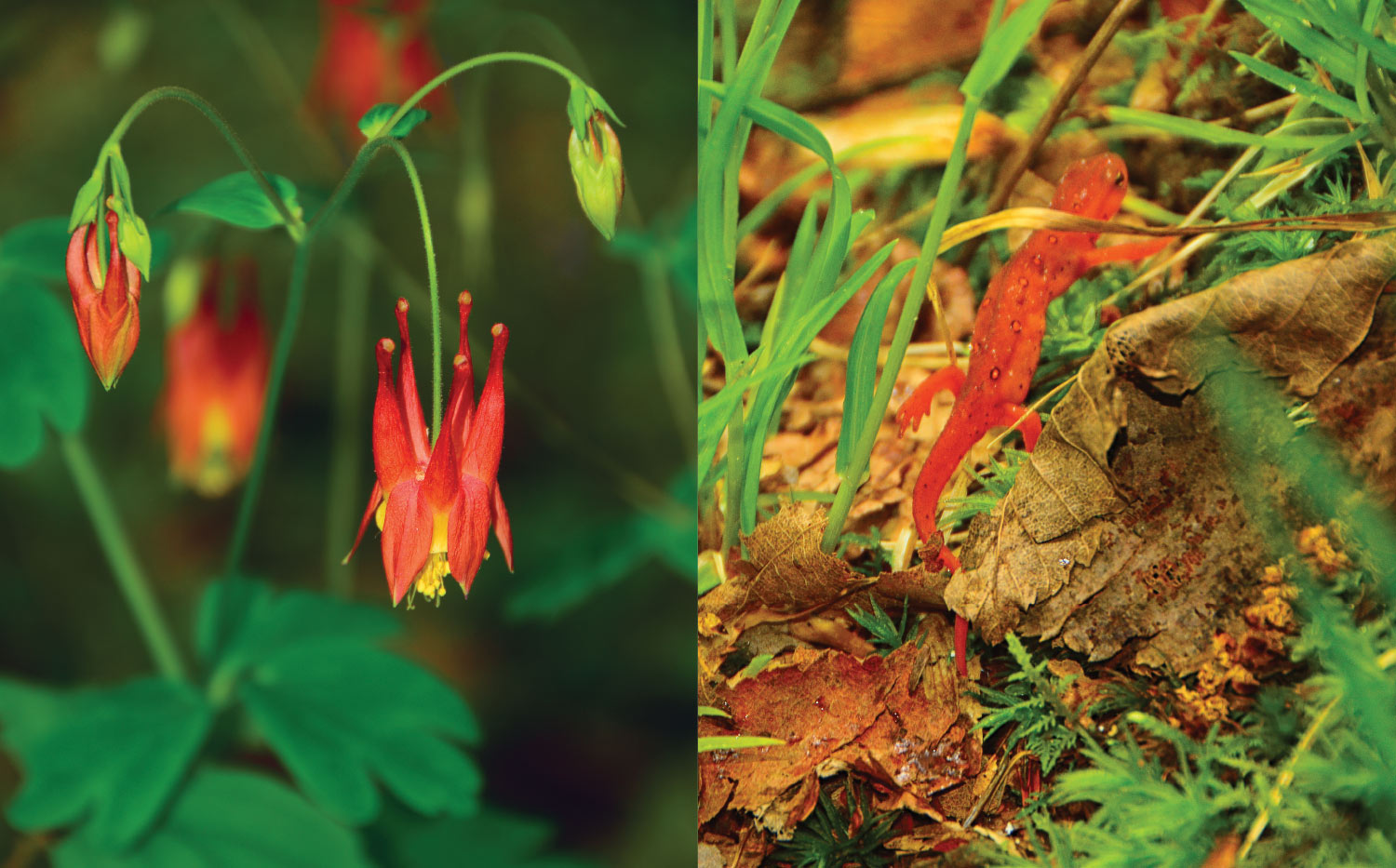 A healthy forest supports native flora and fauna like red columbine