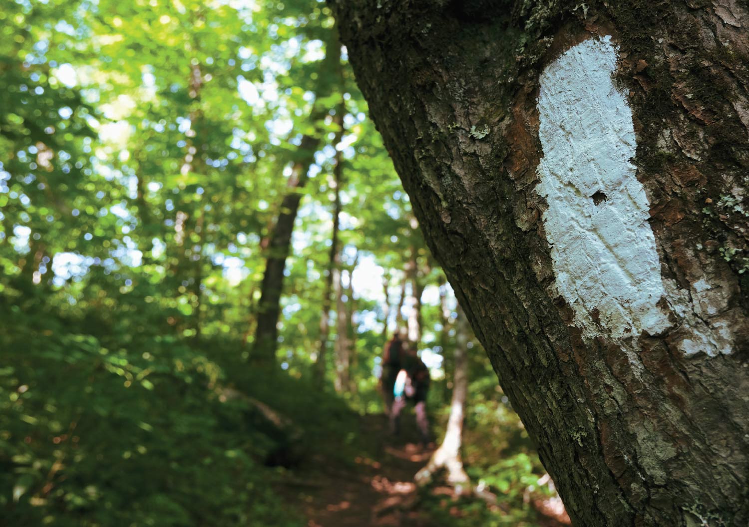The iconic A.T. white blaze on a tree in the Nantahala National Forest,  North Carolina