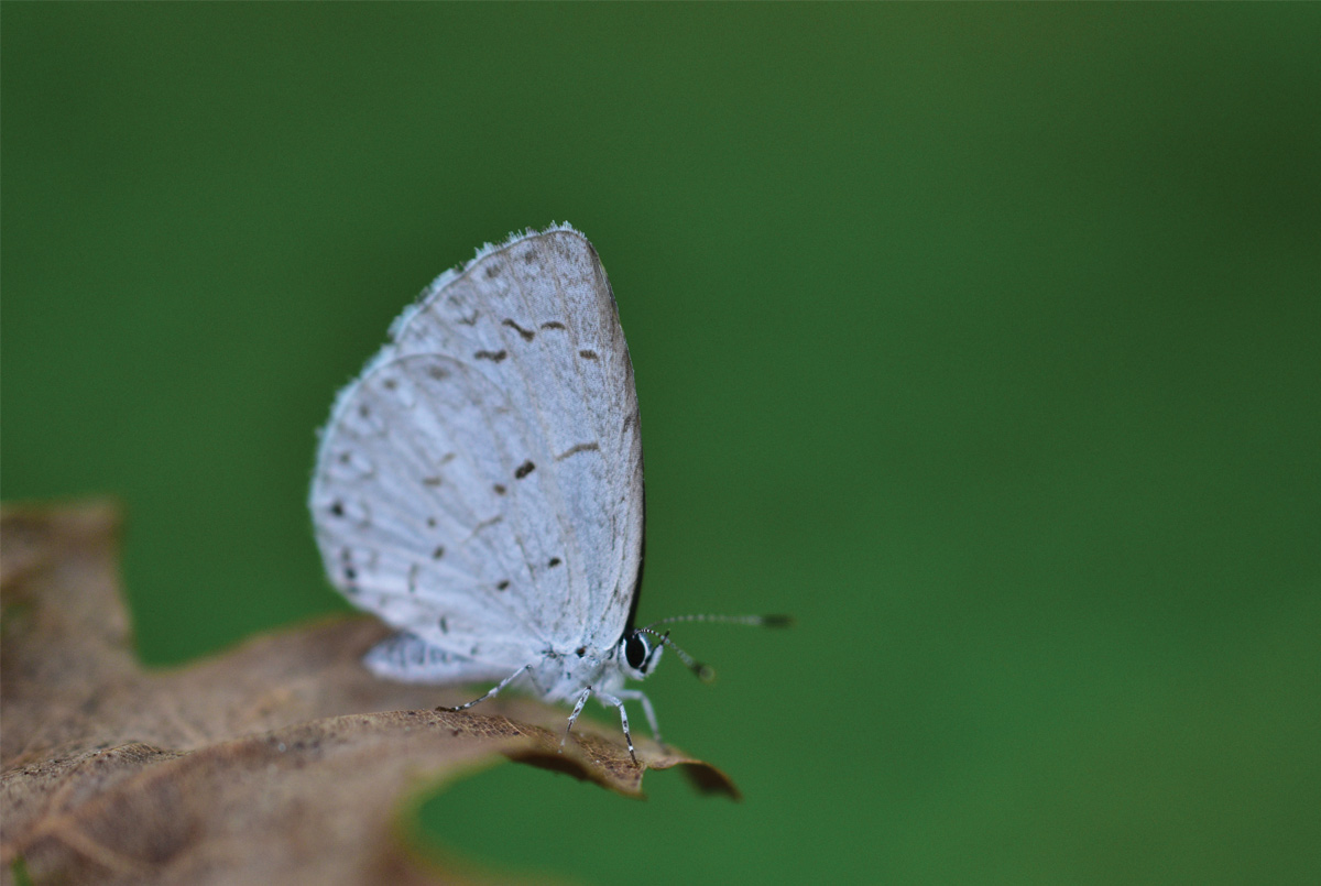 Pale blue Summer Azure Butterfly resting on edge of a dead leaf