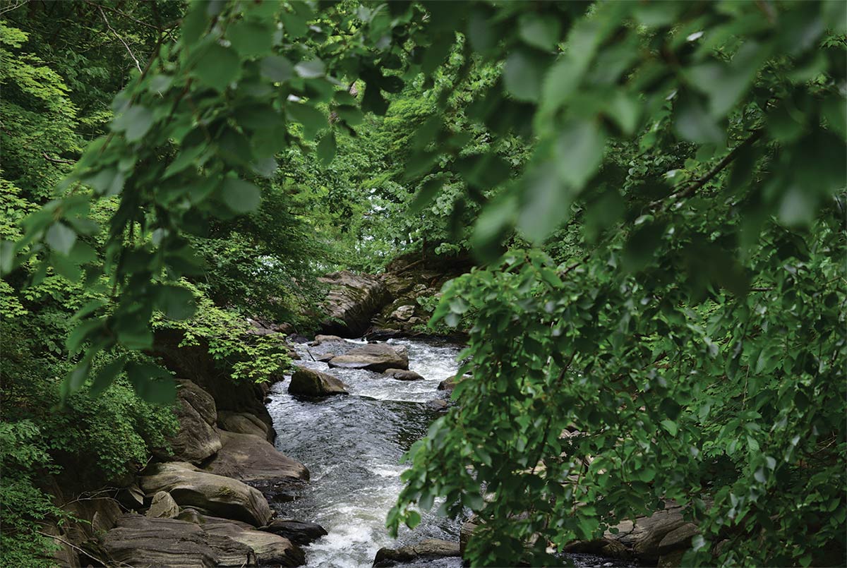 A flowing stream peeking through the treeline