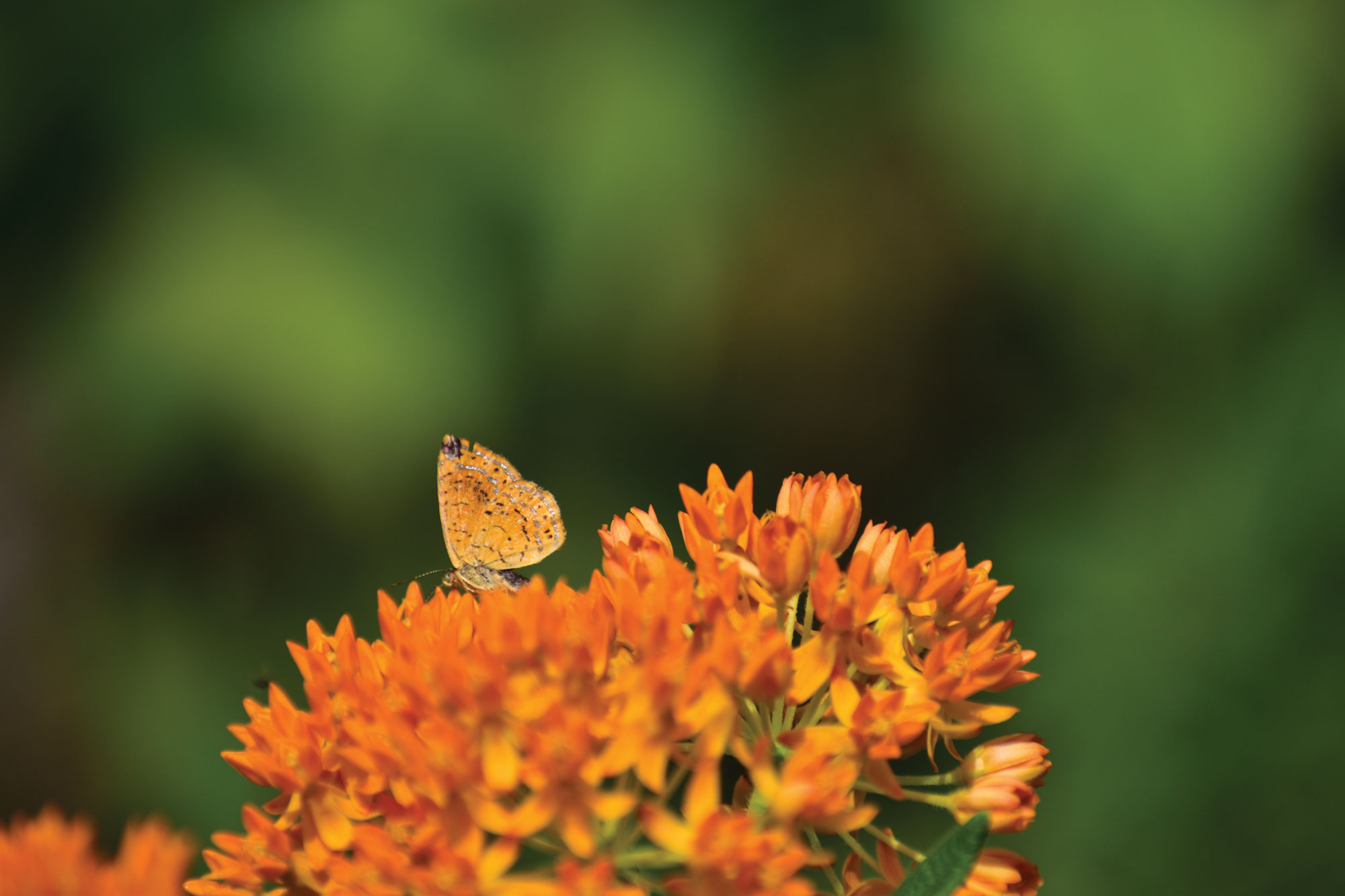 Close up of Metalmark Butterfly on bright orange and yellow milkweed plant