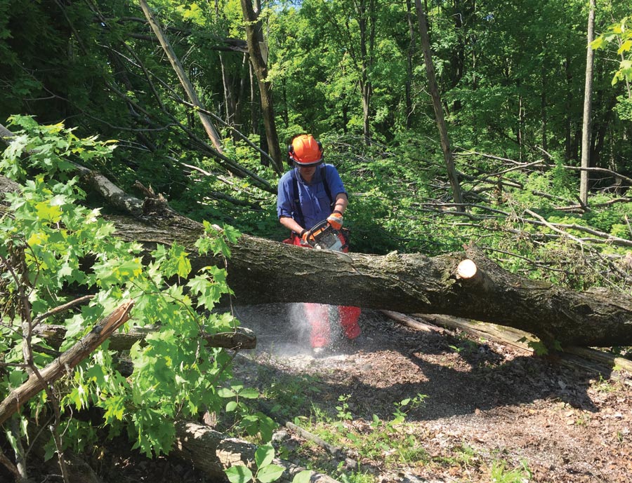 man sawing tree in wilderness