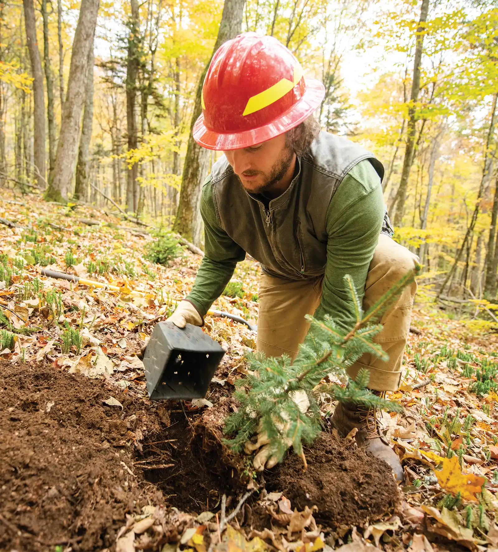 Man in red helmet and hiking gear, planting tree in forest
