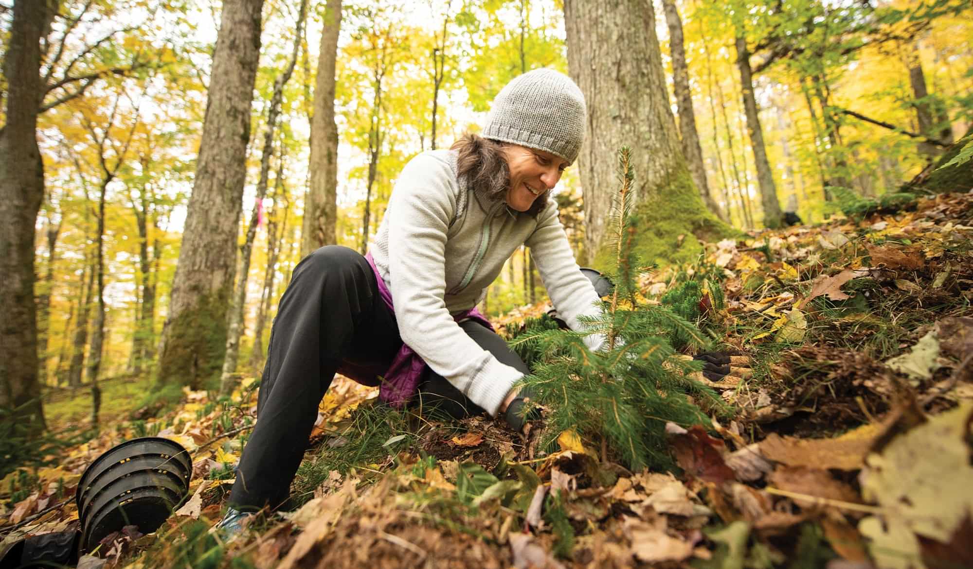 an ATC volunteer smiles as she plants a small red spruce