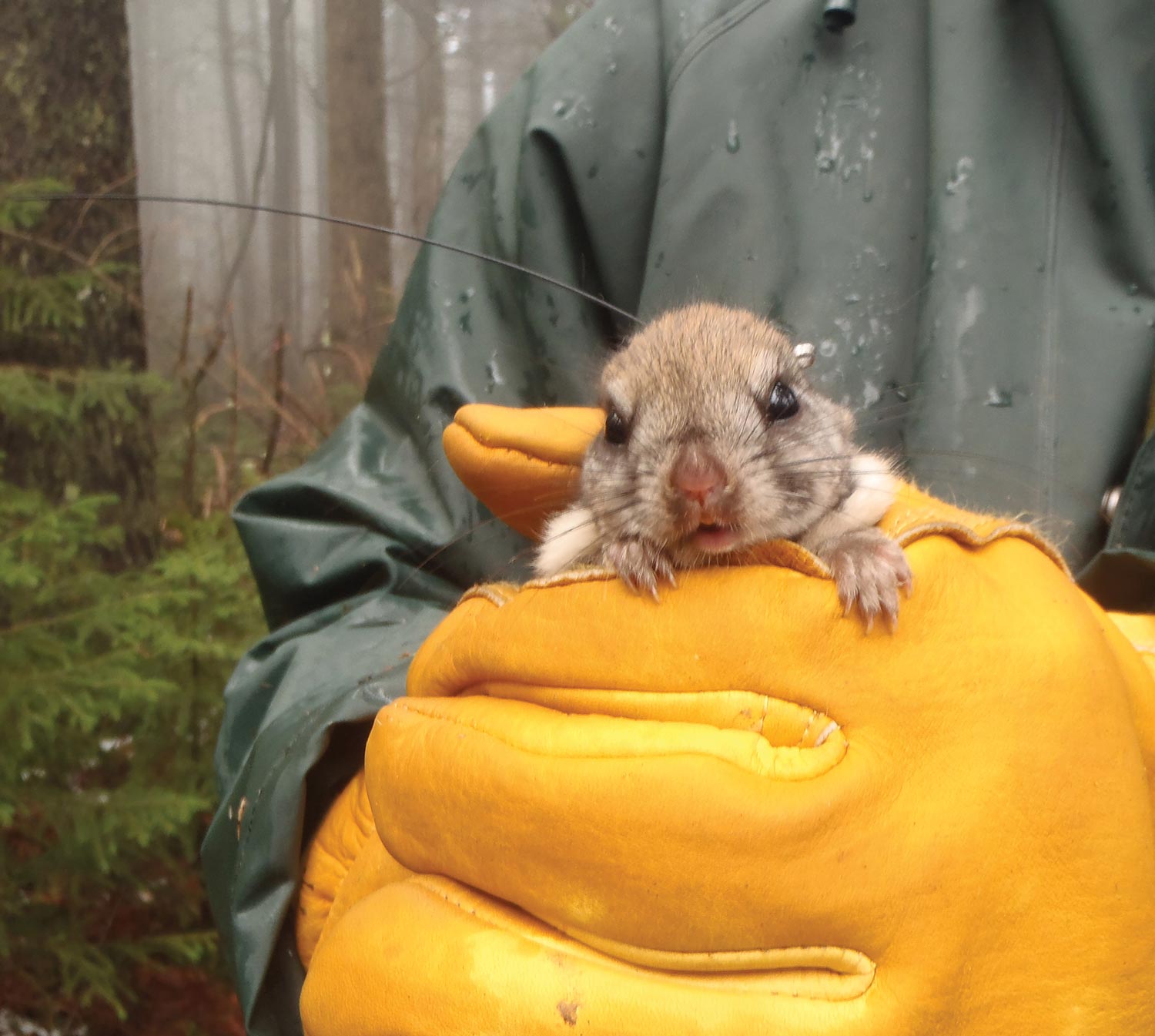 close view of an orange gloved hand holding a Carolina northern flying squirrel