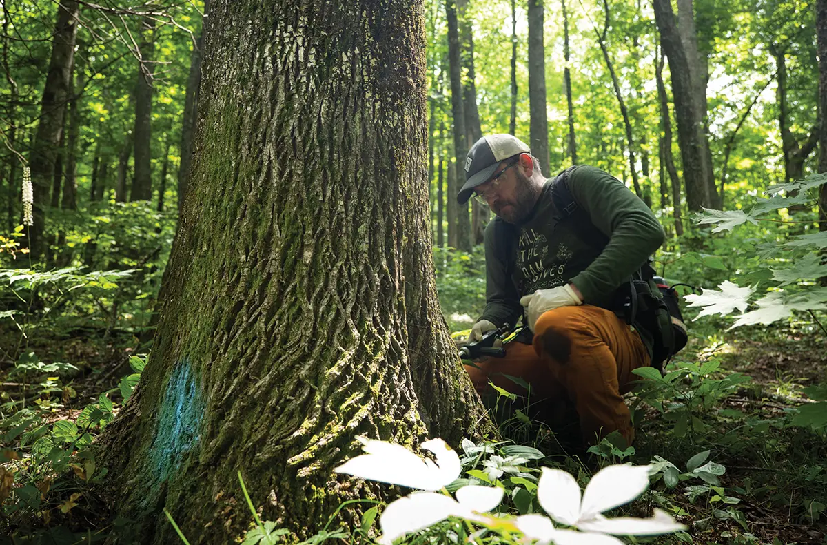 Conservationist inspecting bark of ash tree