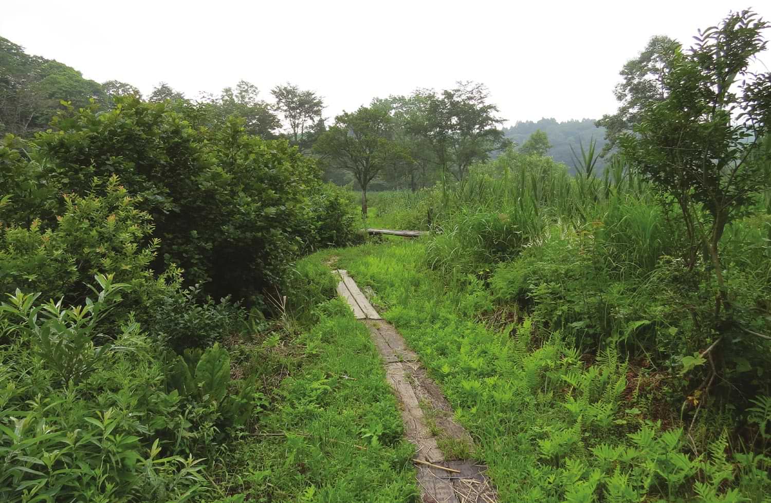 the Shinetsu Trail marked by a wooden path through forested area