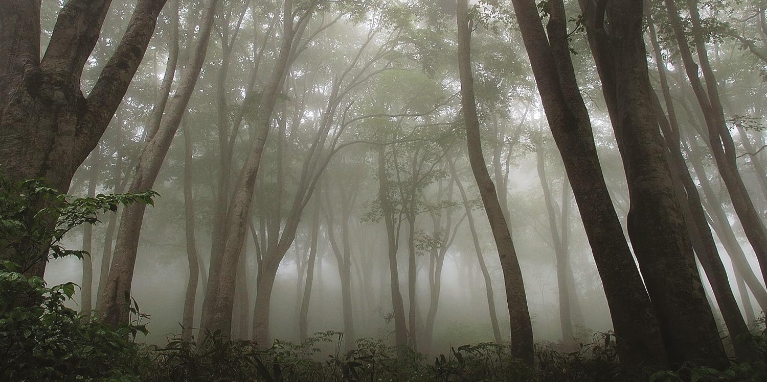 a beech tree forest filled with light fog