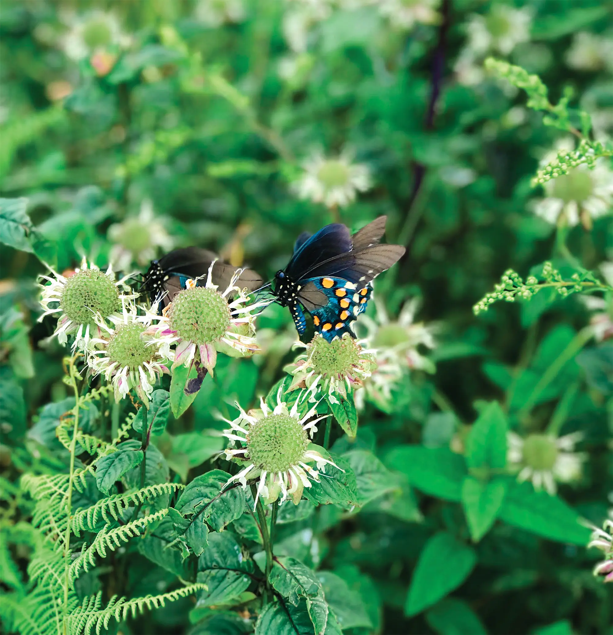 Two pipevine swallowtails on flowers