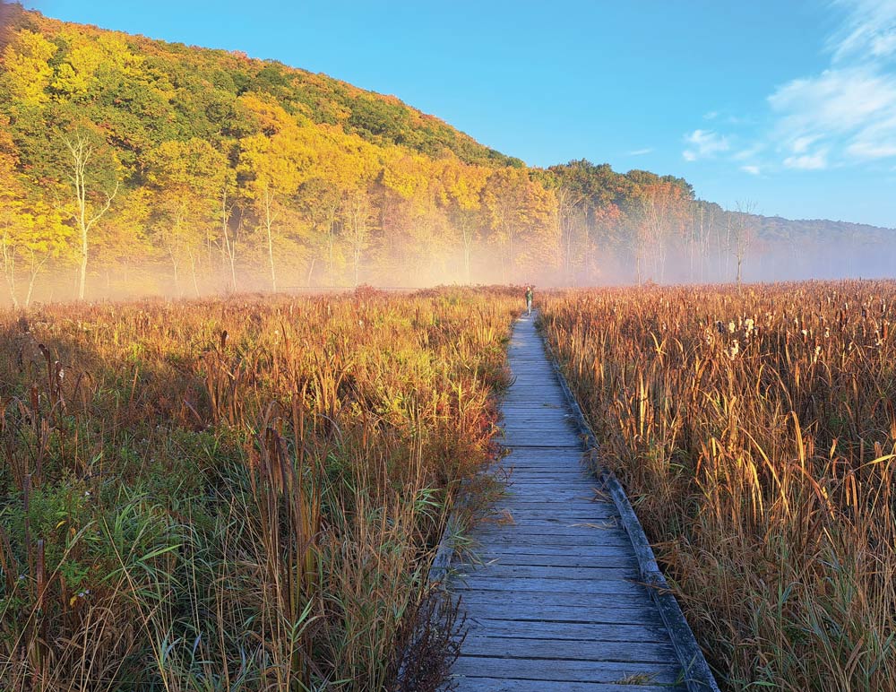wooden walkway through a meadow with a thin layer of fog
