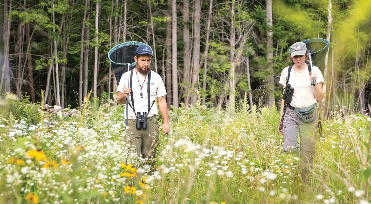 staff members monitor butterfly population