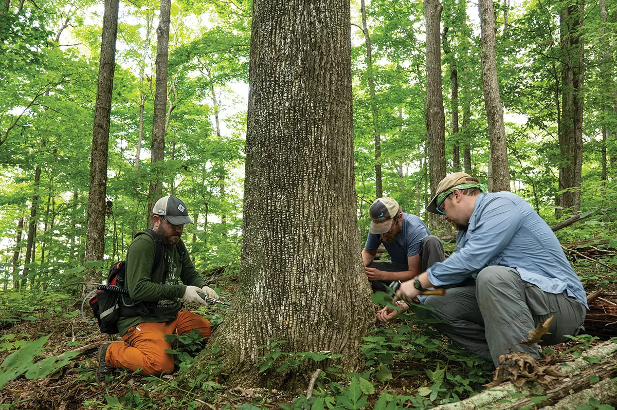 staff members injecting a healthy ash tree with an insecticide