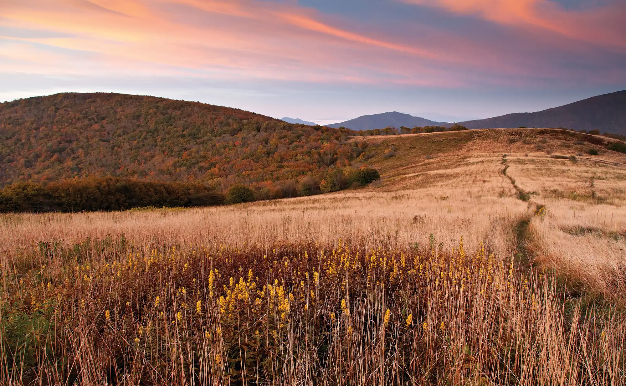 Field of goldenrod on Little Hump Mountain, in North Carolina during sunset