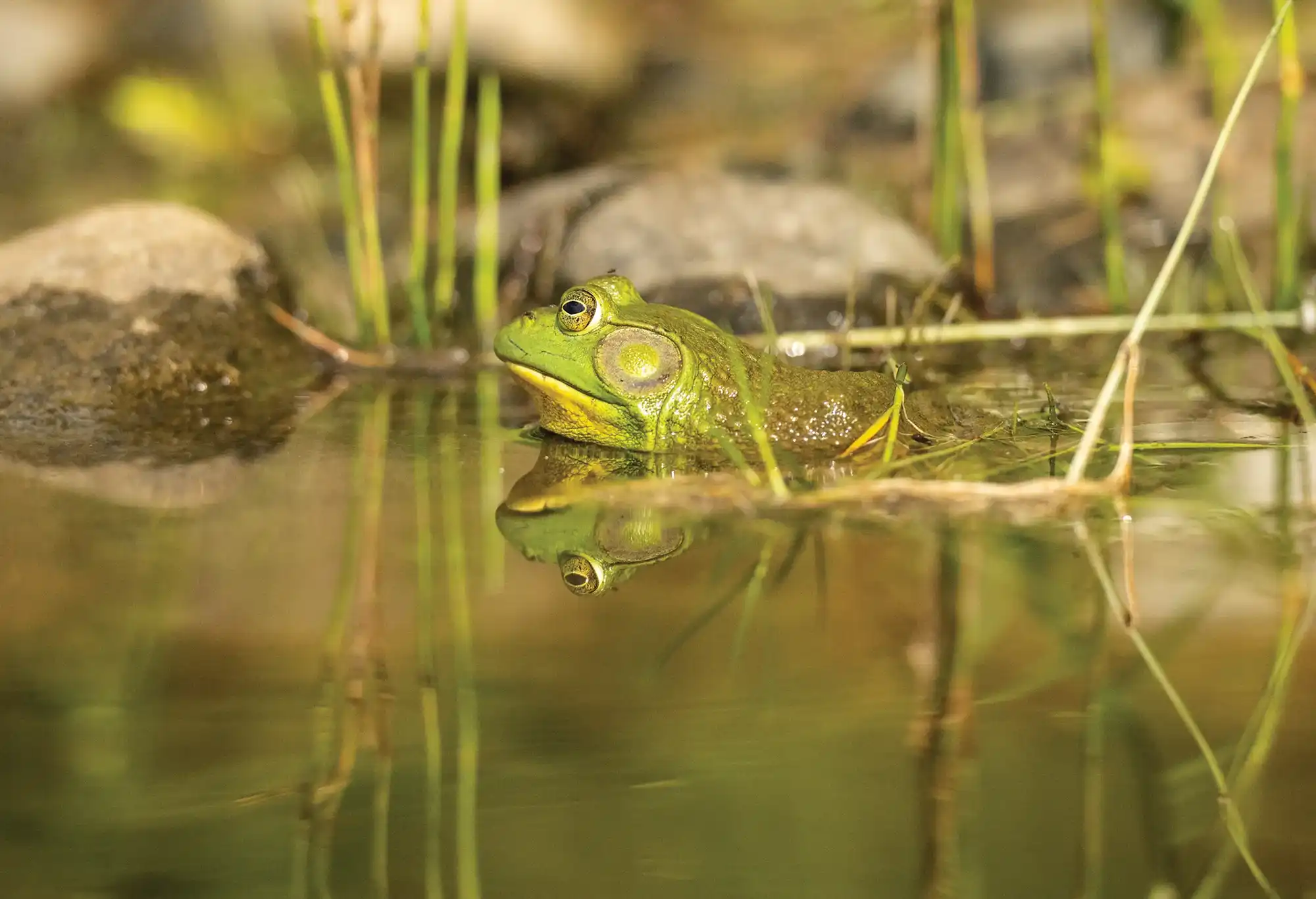 An up close view of a green and yellow american bullfrog half submerged in water