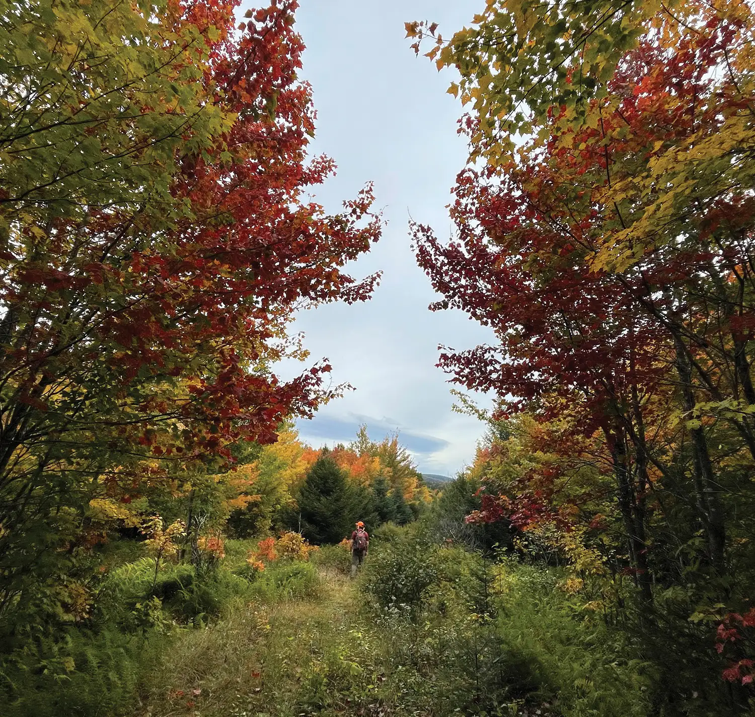 walking the appalachian trail with fall trees and sky