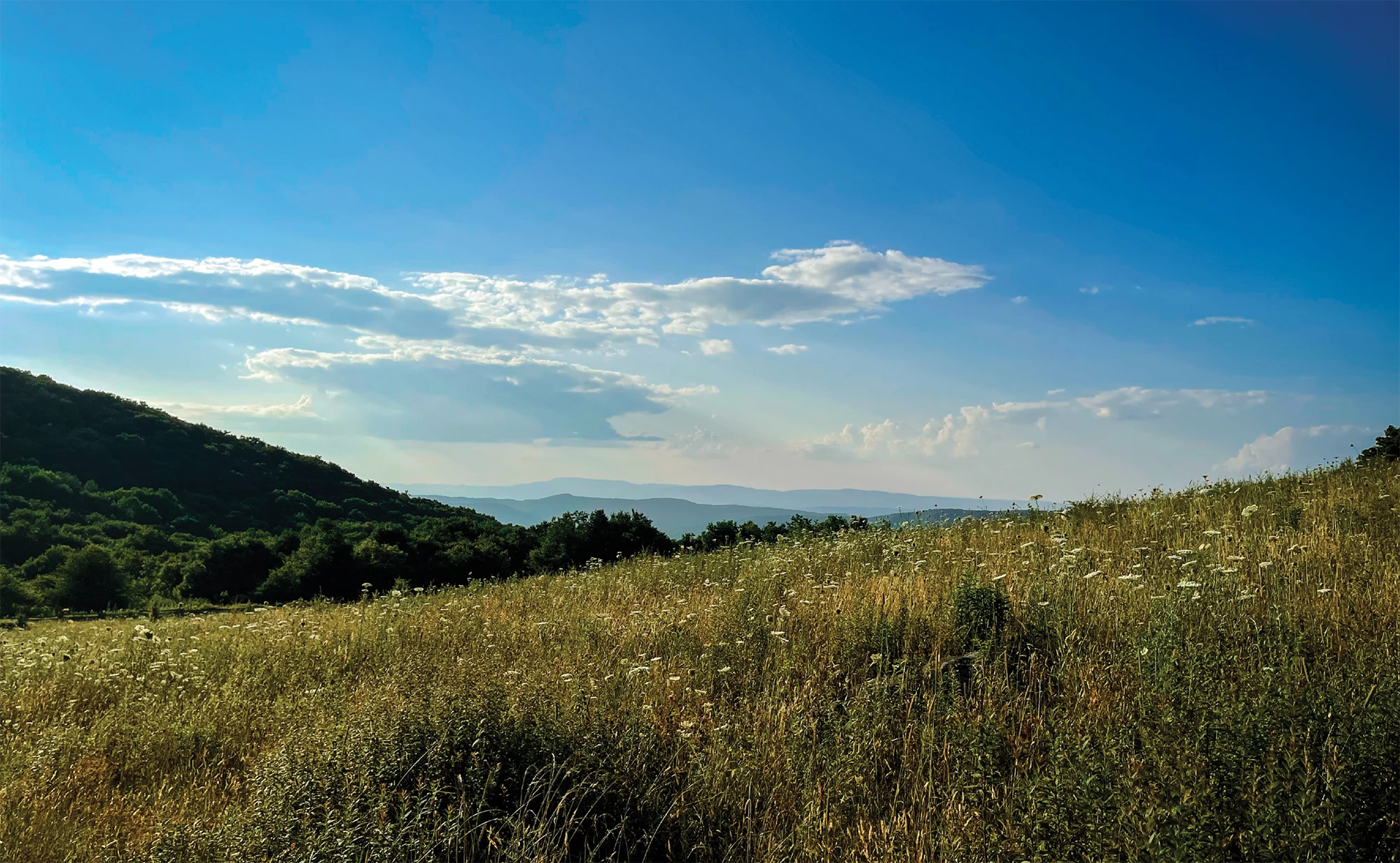 Field of wild grasses and flowers under a clear blue sky with distant mountains.