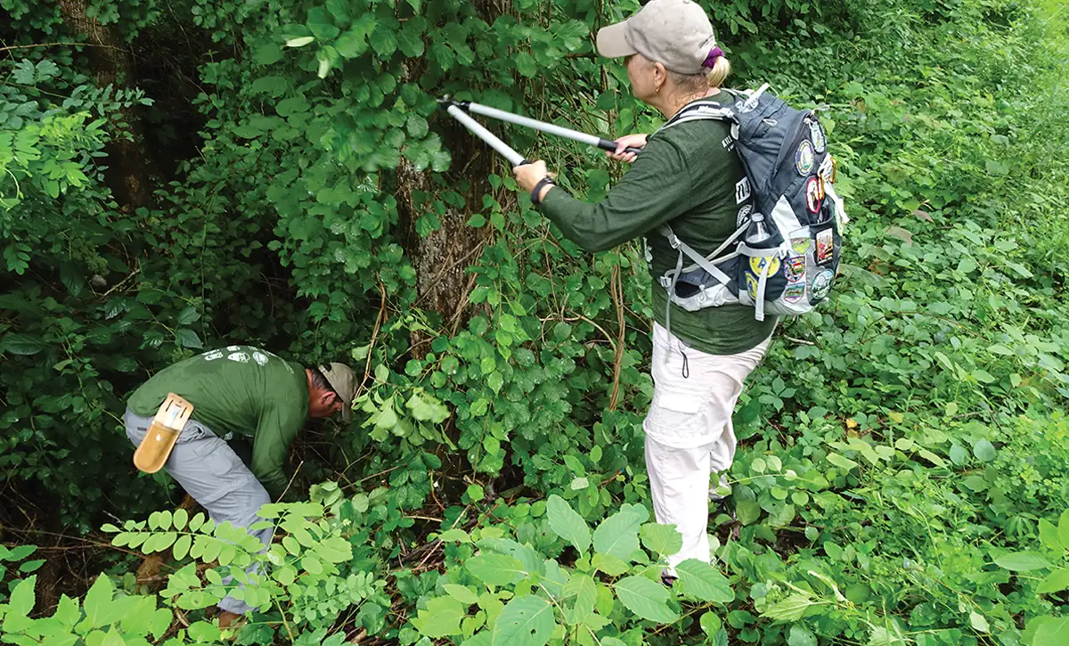 volunteers removing Asiatic bittersweet from trees along a trail