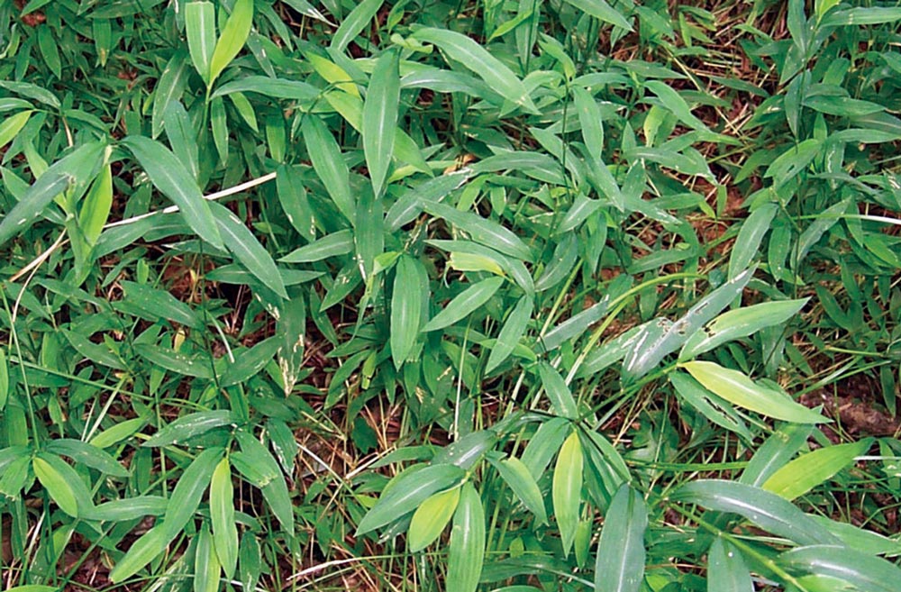 Japanese stiltgrass