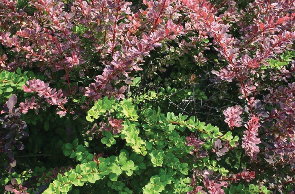 Japanese barberry