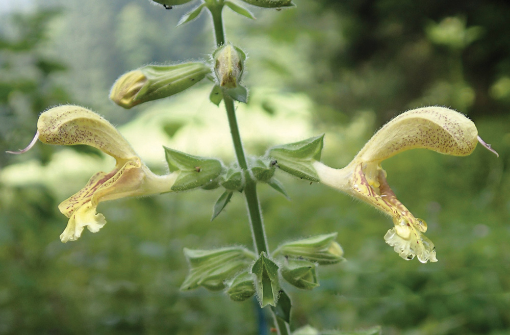 Sticky sage