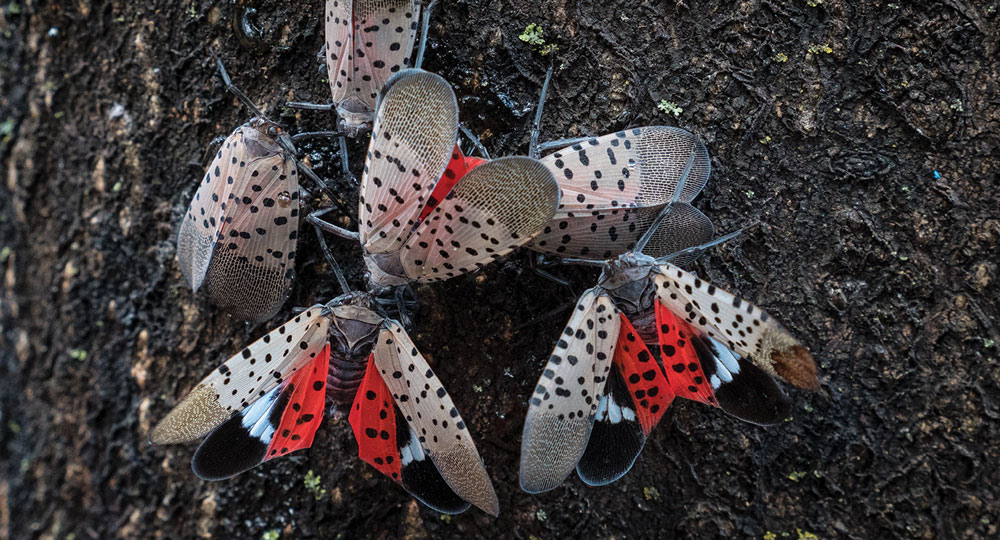 The spotted lanternfly