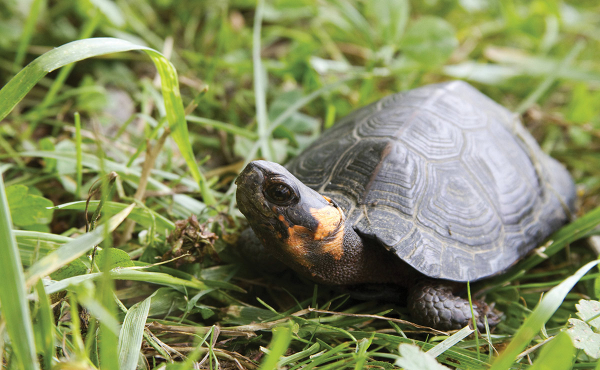 close up of bog turtle on grass