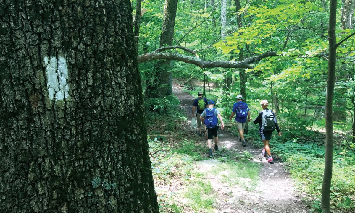 pack of 4 hikers walking through trail in forest