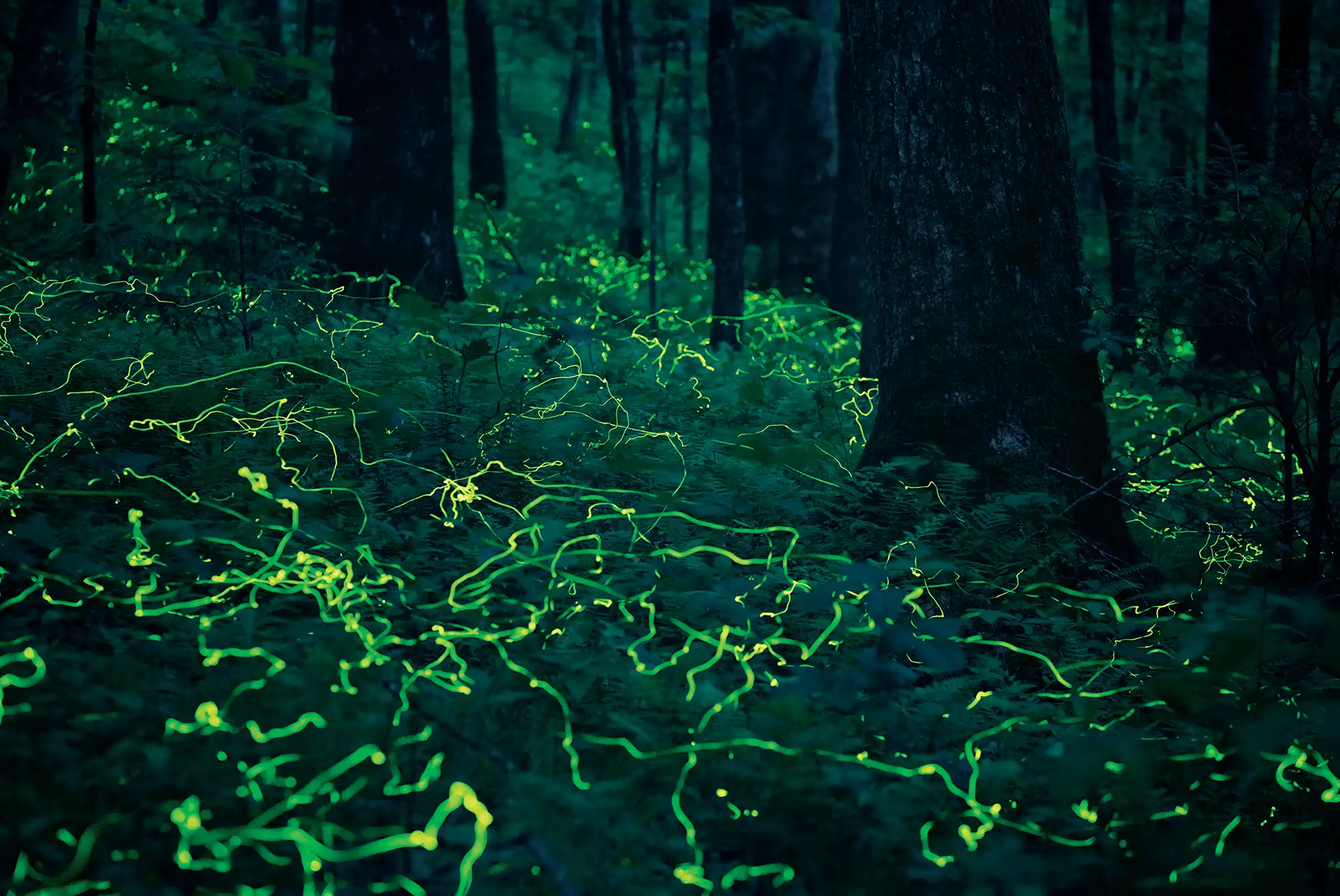 forest floor with blue ghost fireflies in the plants