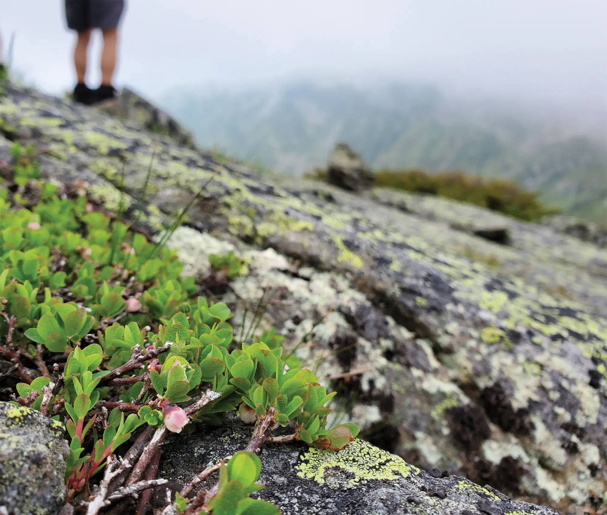 Close-up of green alpine plants and pink flower buds growing on lichen-covered rocks in the foreground, with a hiker's legs visible out of focus in the background and mist-covered mountains in the distance.