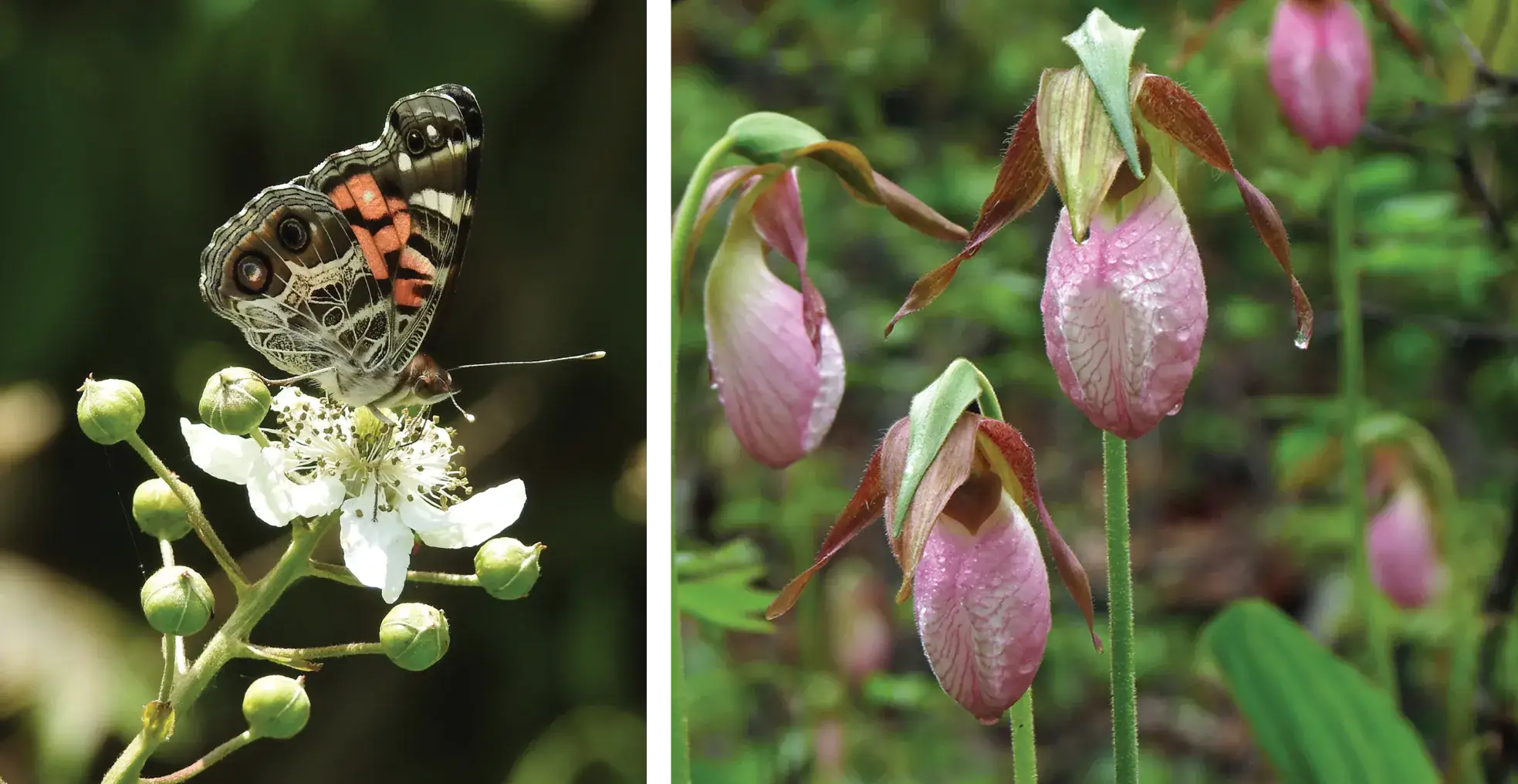 A split image showing a close-up of a butterfly with patterned brown and orange wings perched on a white flower on the left, and a cluster of pink lady’s slipper orchids with dewdrops in a forested area on the right.