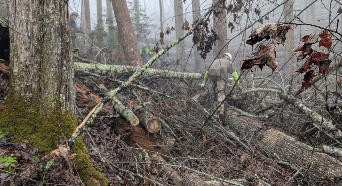 Spivey Gap, North Carolina crew member bent forward grabbing branches in the woods