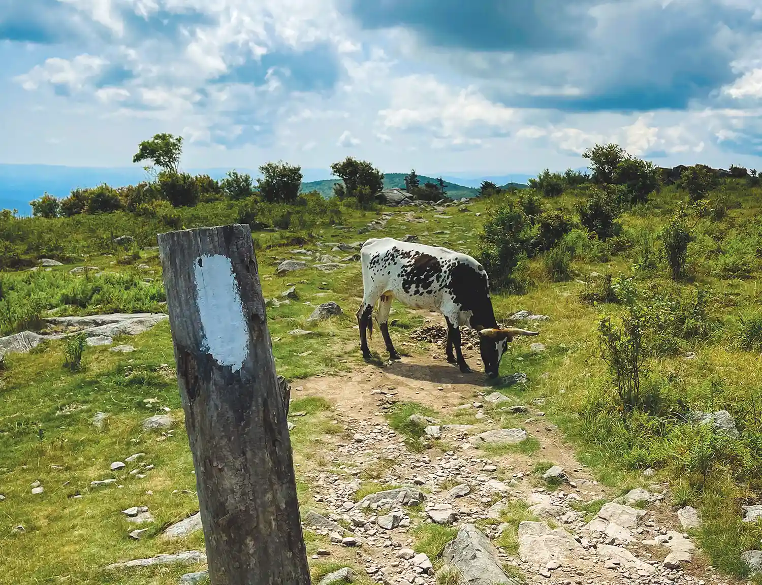 A spotted cow with horns grazes beside a white-blazed trail marker on a rocky, grassy mountain path under a cloudy sky, in the Appalachian region.
