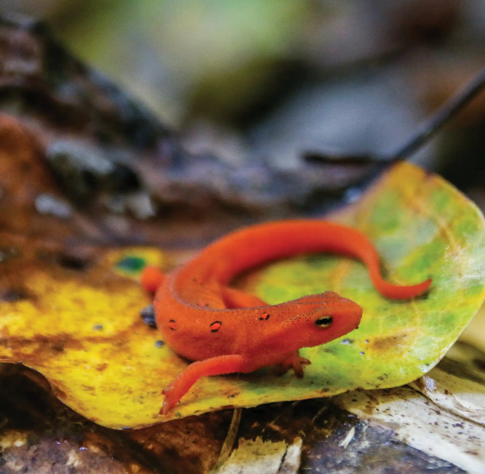 Close-up of a bright red eastern newt on a yellow and green fallen leaf in a forest.