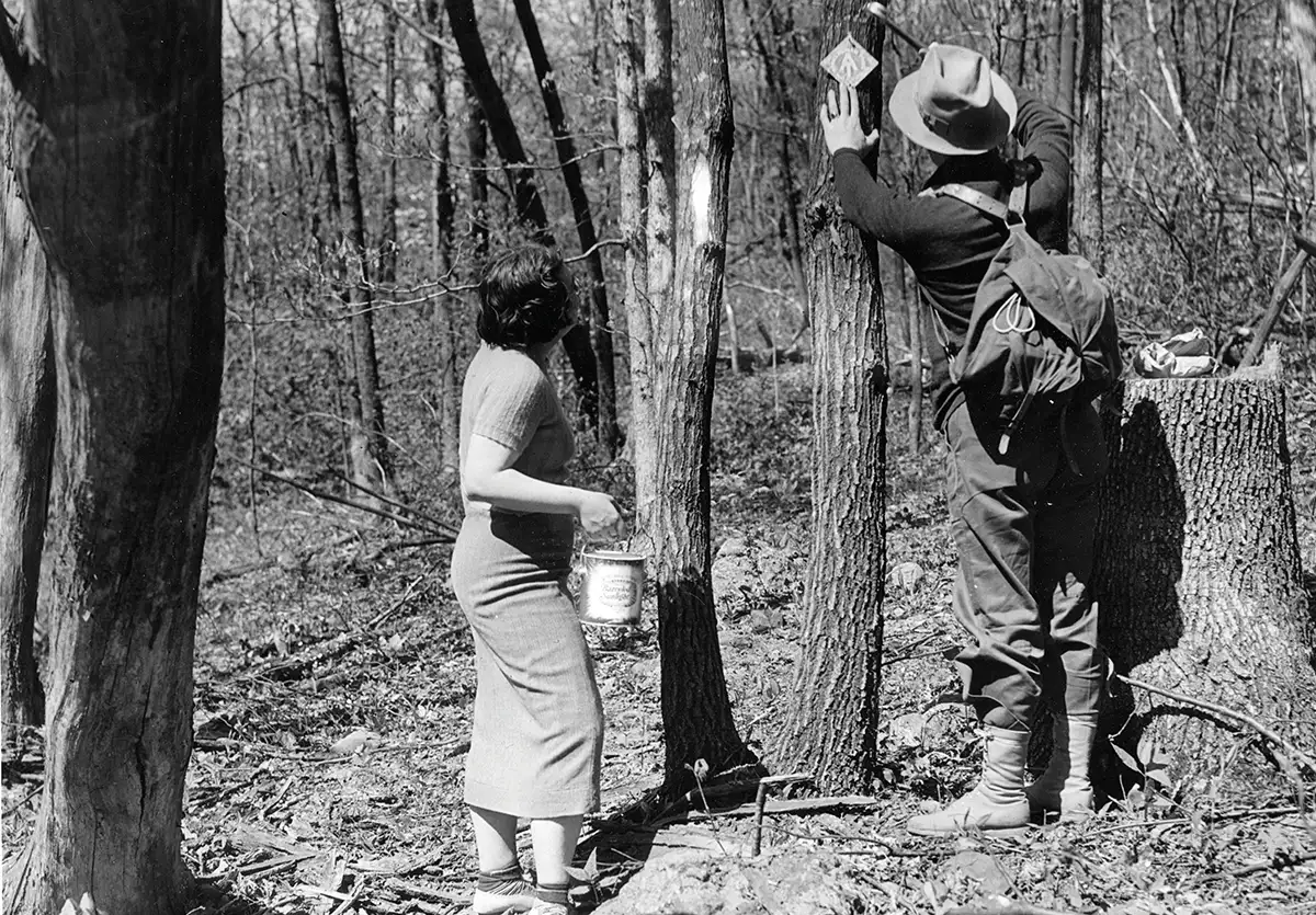 A black and white historical photo showing a man in a hat and backpack painting a white trail blaze on a tree trunk in a sparse forest. A woman stands beside him holding a small bucket, presumably of paint.