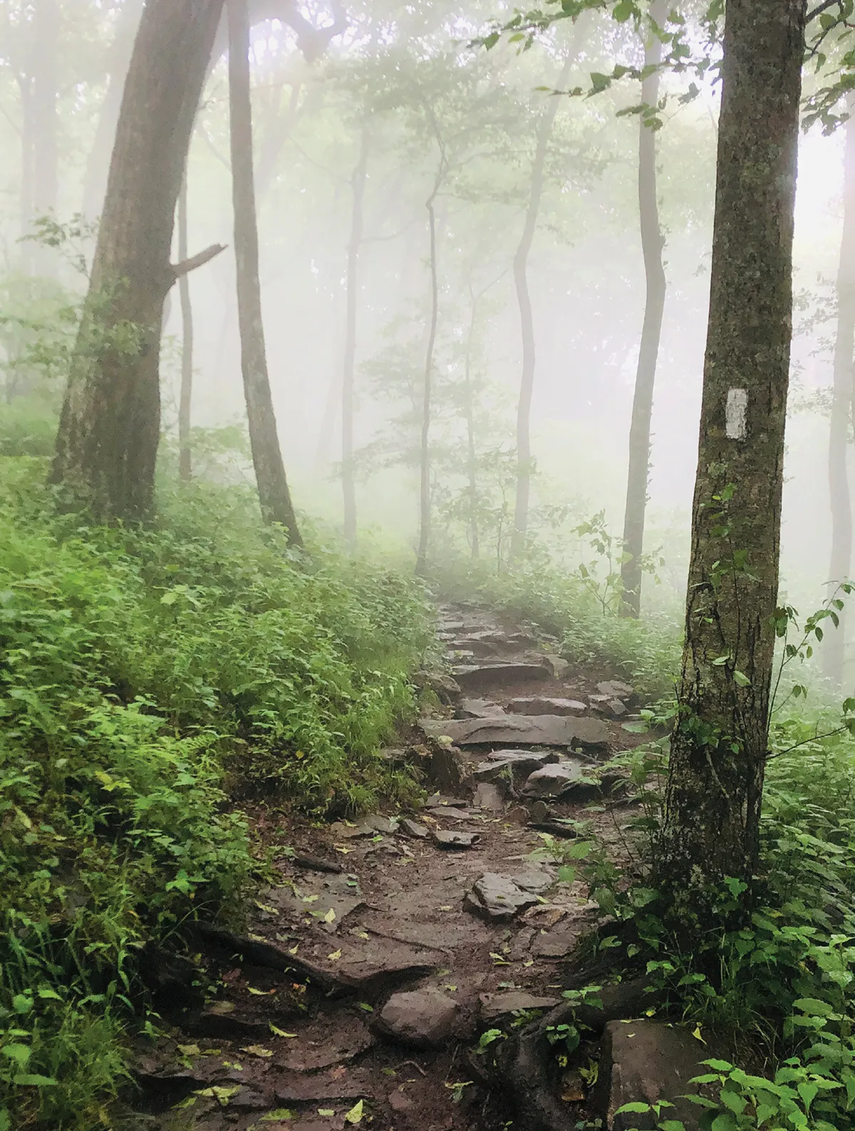 A rocky forest trail on a foggy day with lush green vegetation and a white Appalachian Trail blaze on a tree trunk.