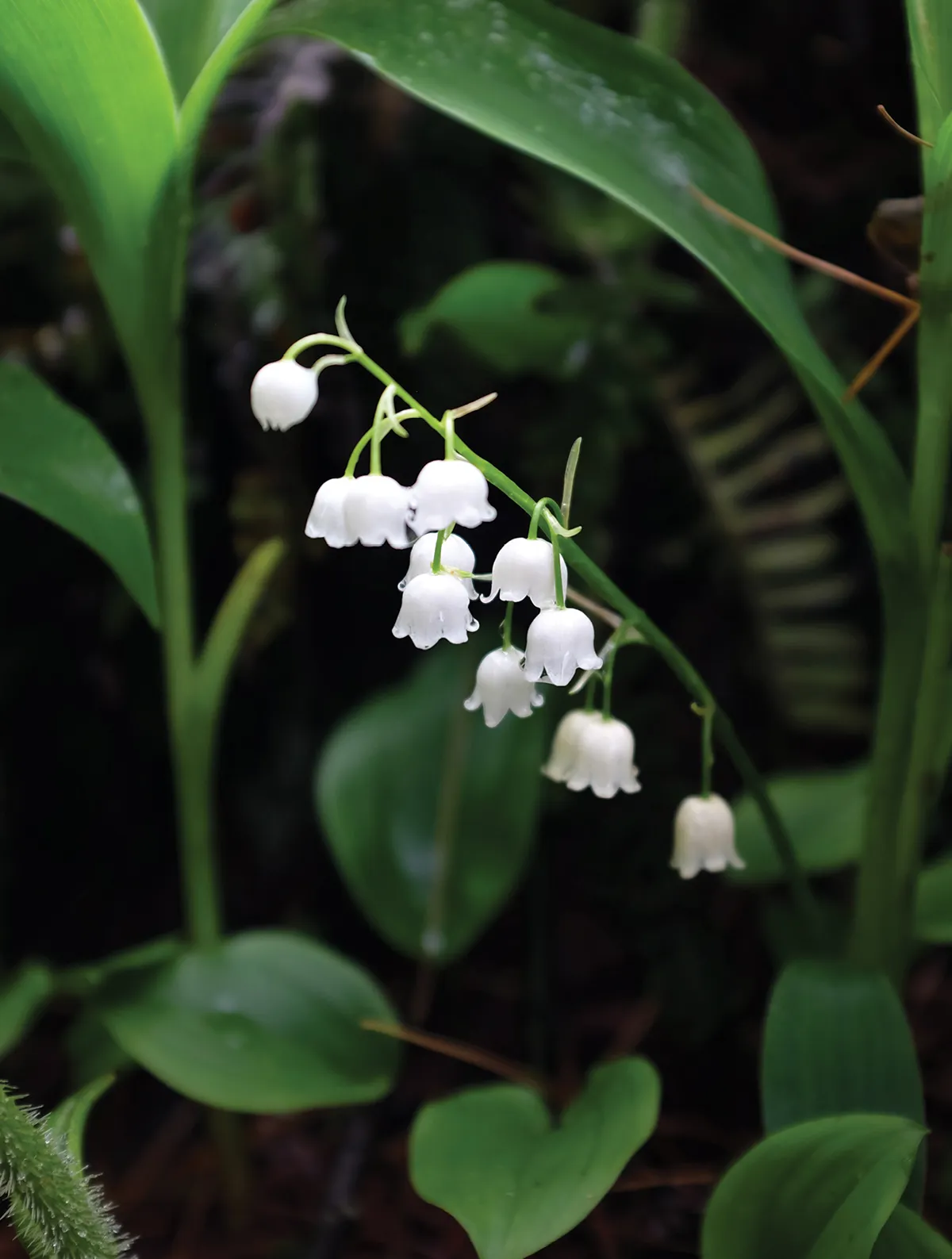 A close-up of small white bell-shaped flowers, likely lily of the valley, surrounded by deep green leaves in a shaded forest area