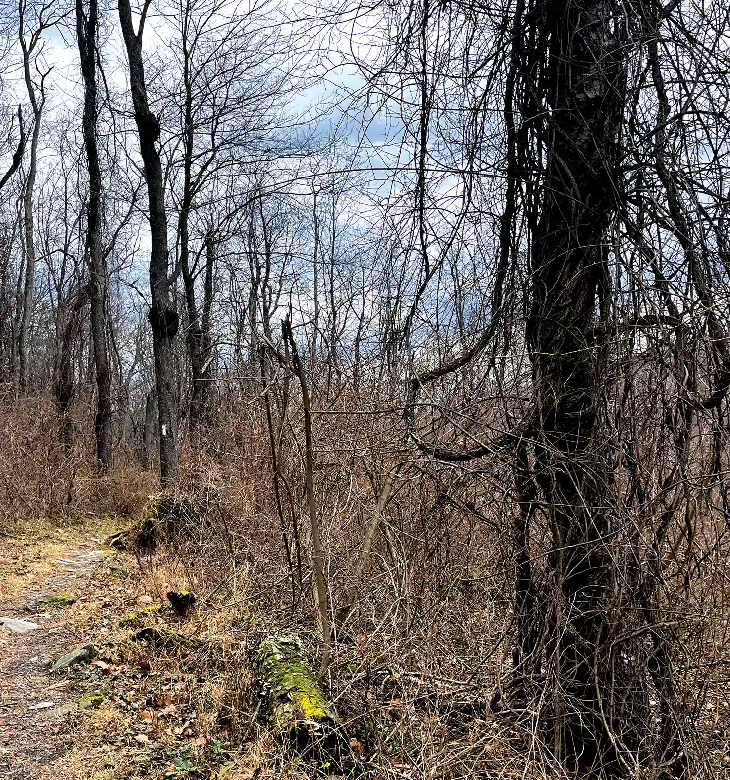 A narrow dirt trail winds through a dense forest of bare trees and thick, tangled vines. Low brush and mossy logs line the path, with a white blaze visible on a tree trunk in the background.
