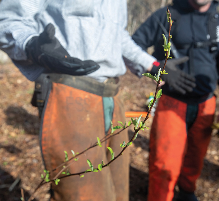 Close-up of a budding plant branch held by a worker wearing protective safety chaps.